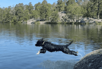 how long can dogs swim for