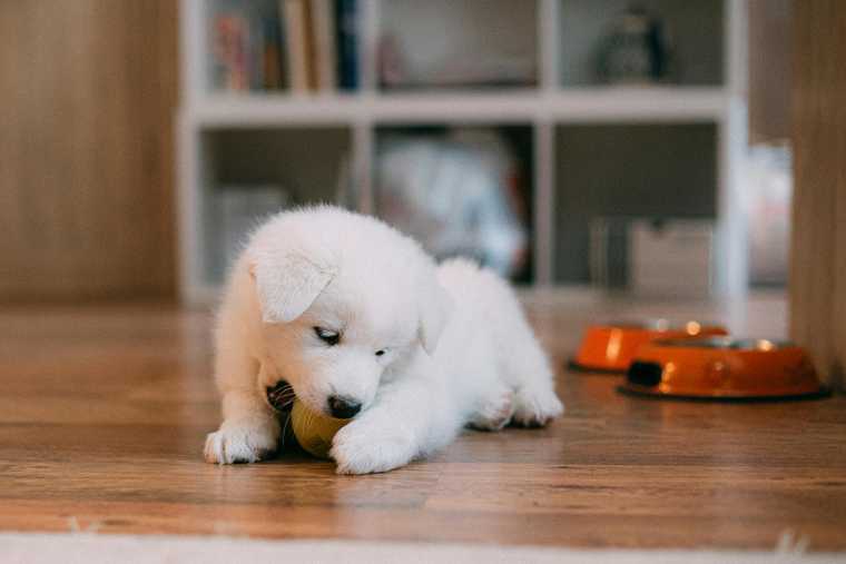 puppy bite inhibition training