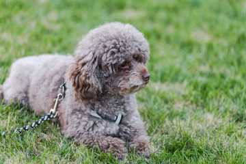 raza de perro goldendoodle