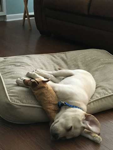 is it normal for dogs to snore