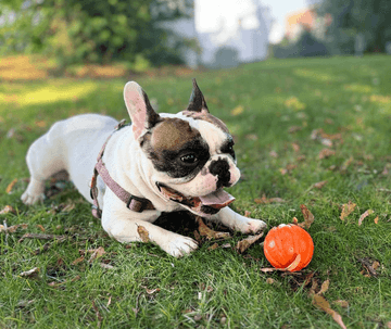 cachorro bulldog frances