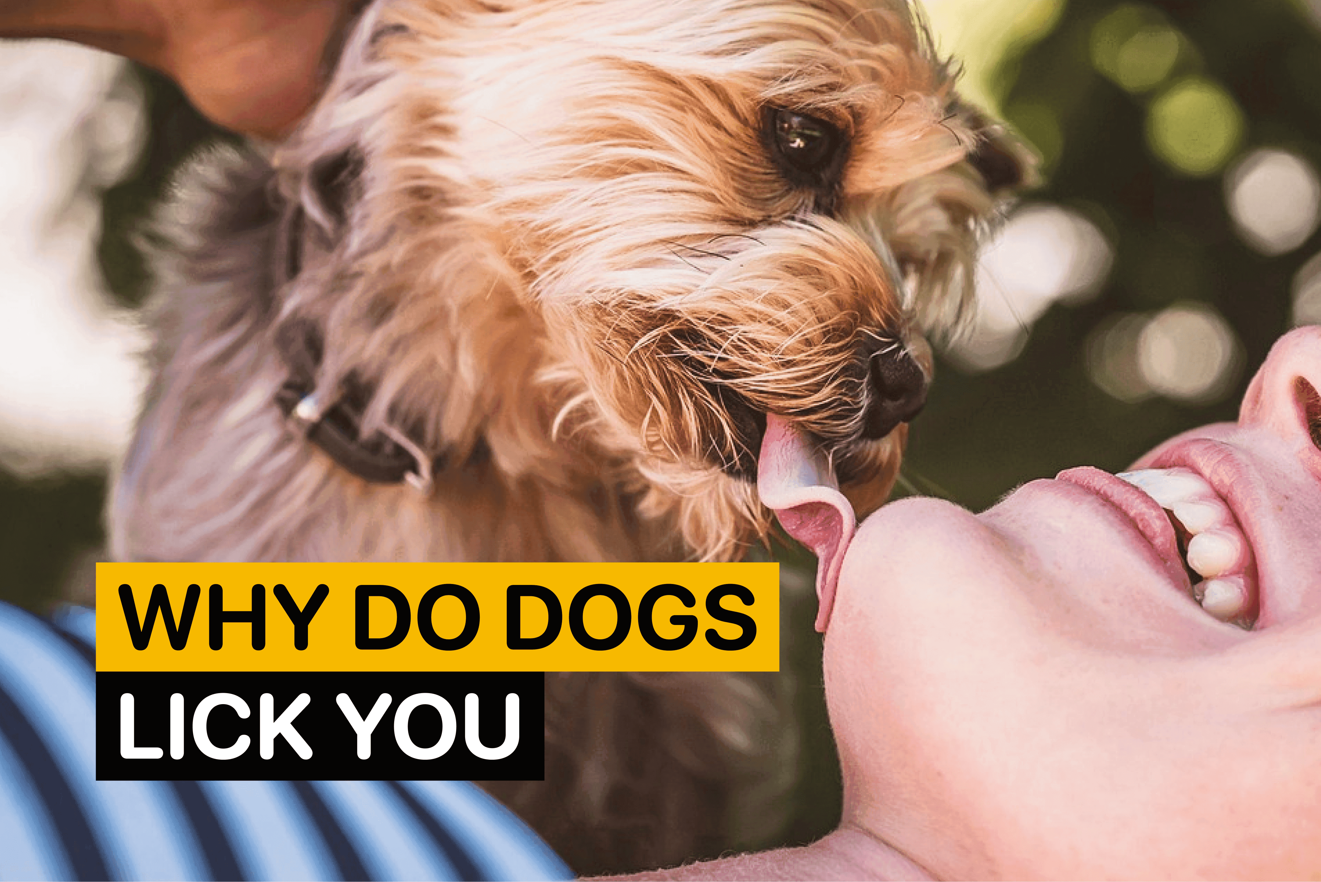 why do dogs lick you