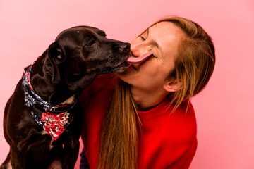 when dogs lick you
