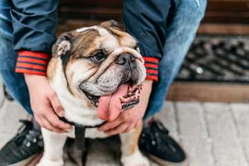 sintomas de golpe de calor en perros