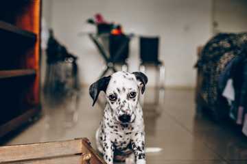 tips for leaving dog home alone