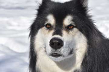 perros de la nieve