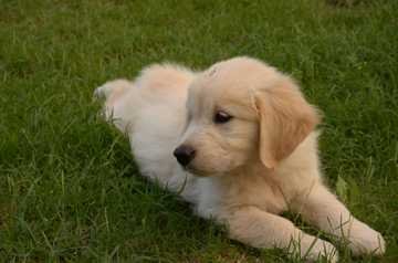 adiestrar cachorro