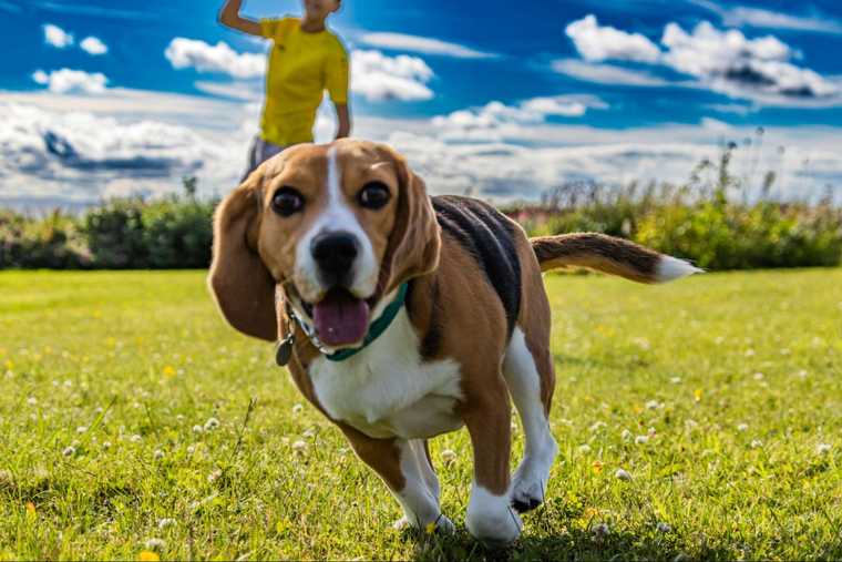 teach your dog to come