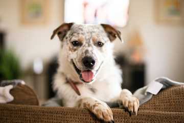 training blue heelers