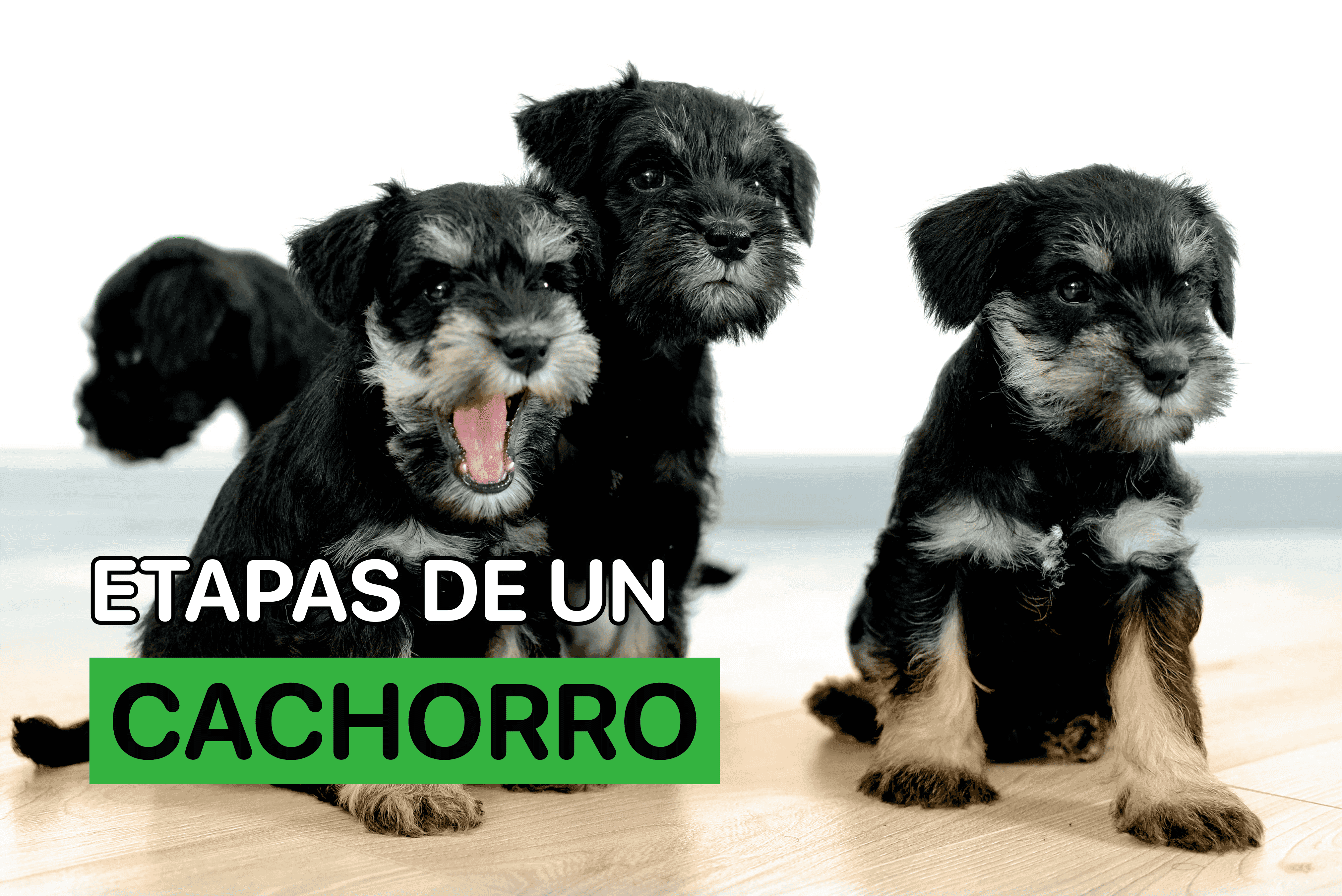 Etapas de un Cachorro