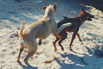 mi perro me intenta montar