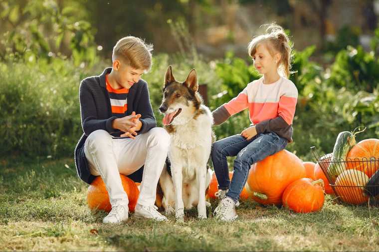 calabaza para perros