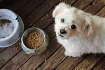 things to help with dog shedding