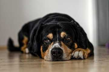 my puppy is sick