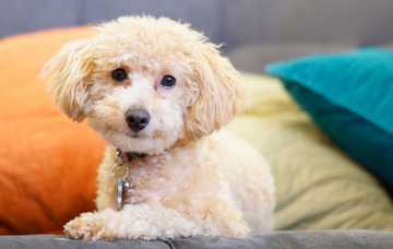 how to prevent shedding in dogs