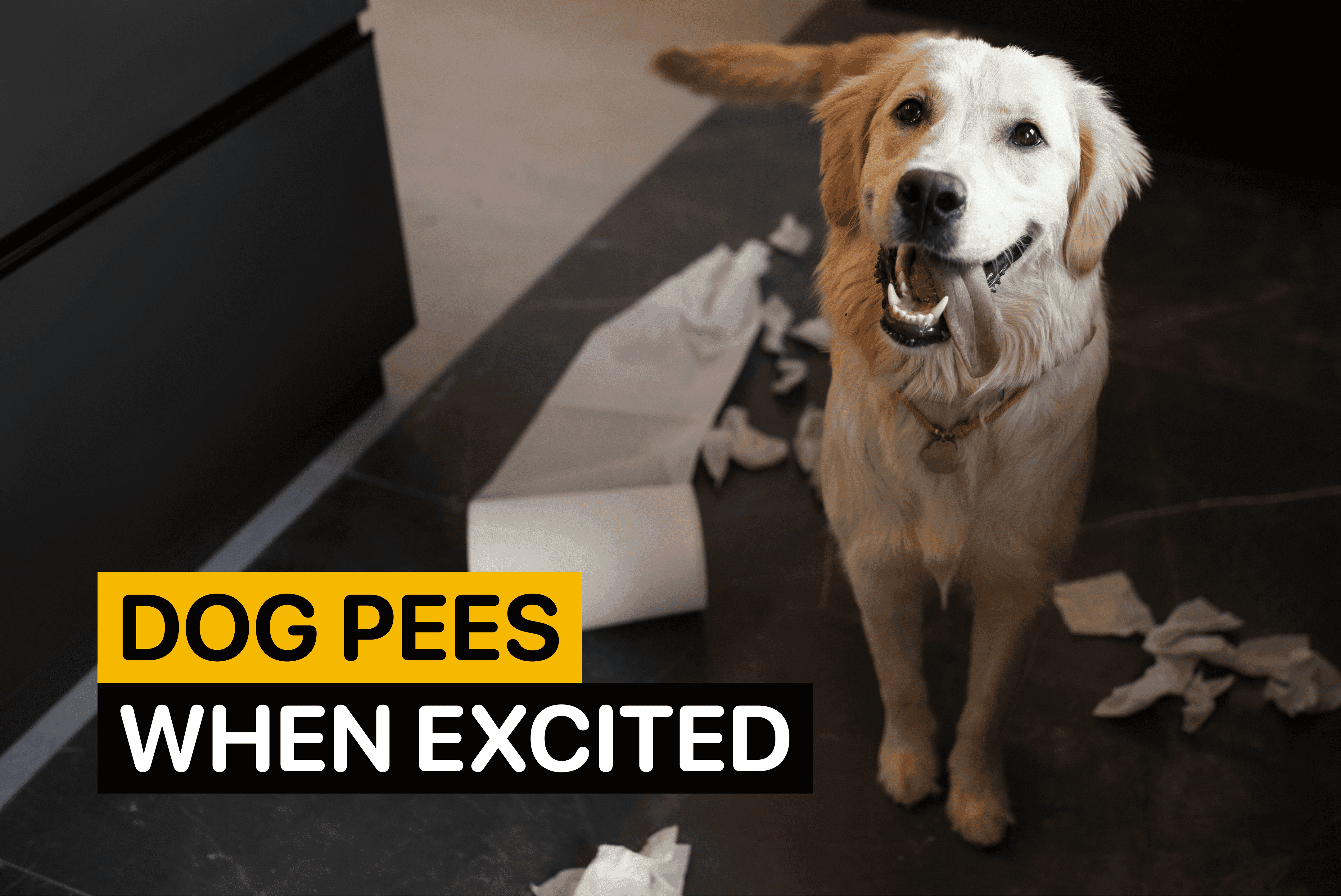 my dog pees when excited