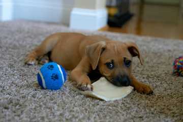 juegos cognitivos para perros