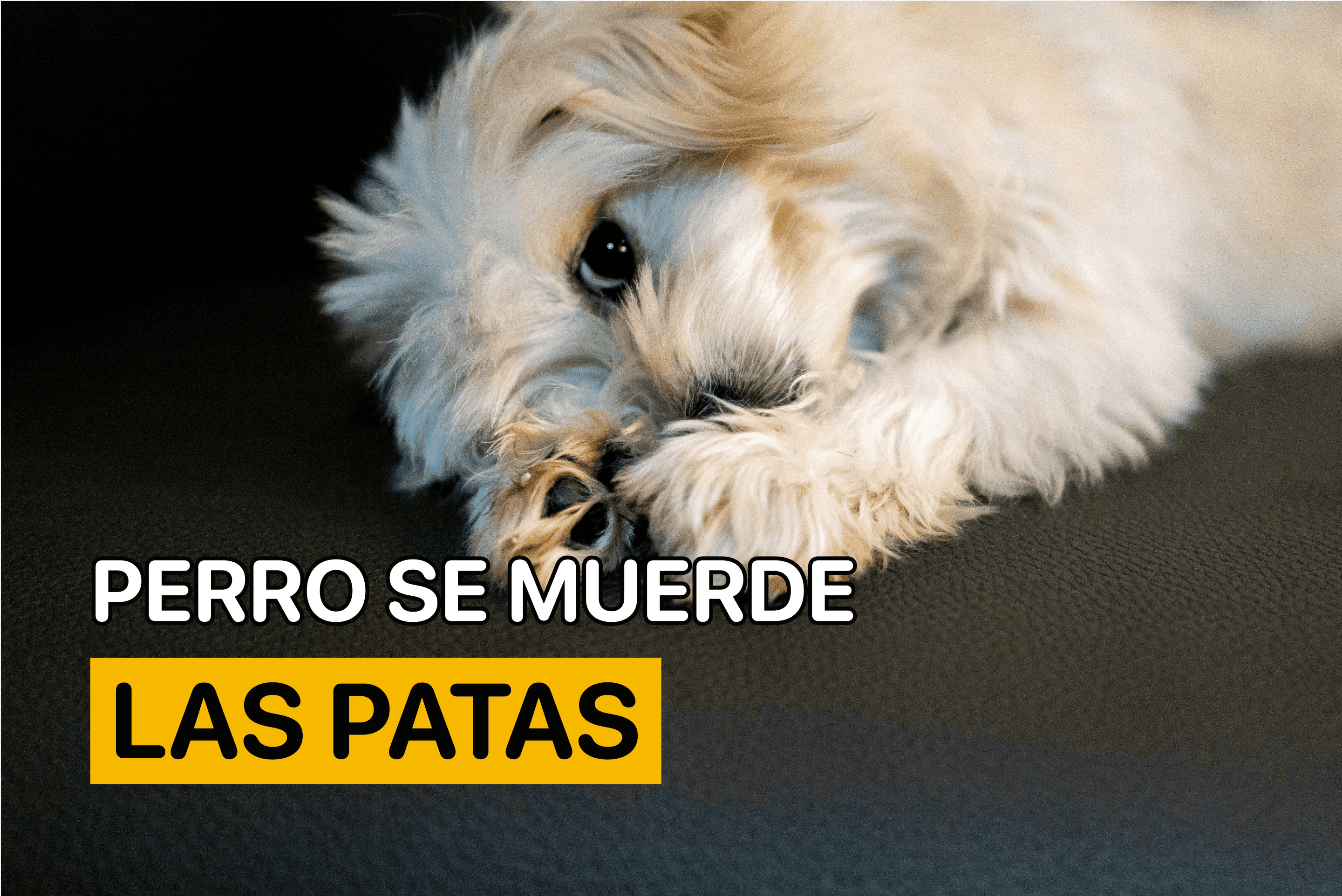 por que mi perro se muerde la pata