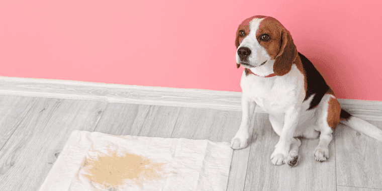 how long can puppies hold their pee