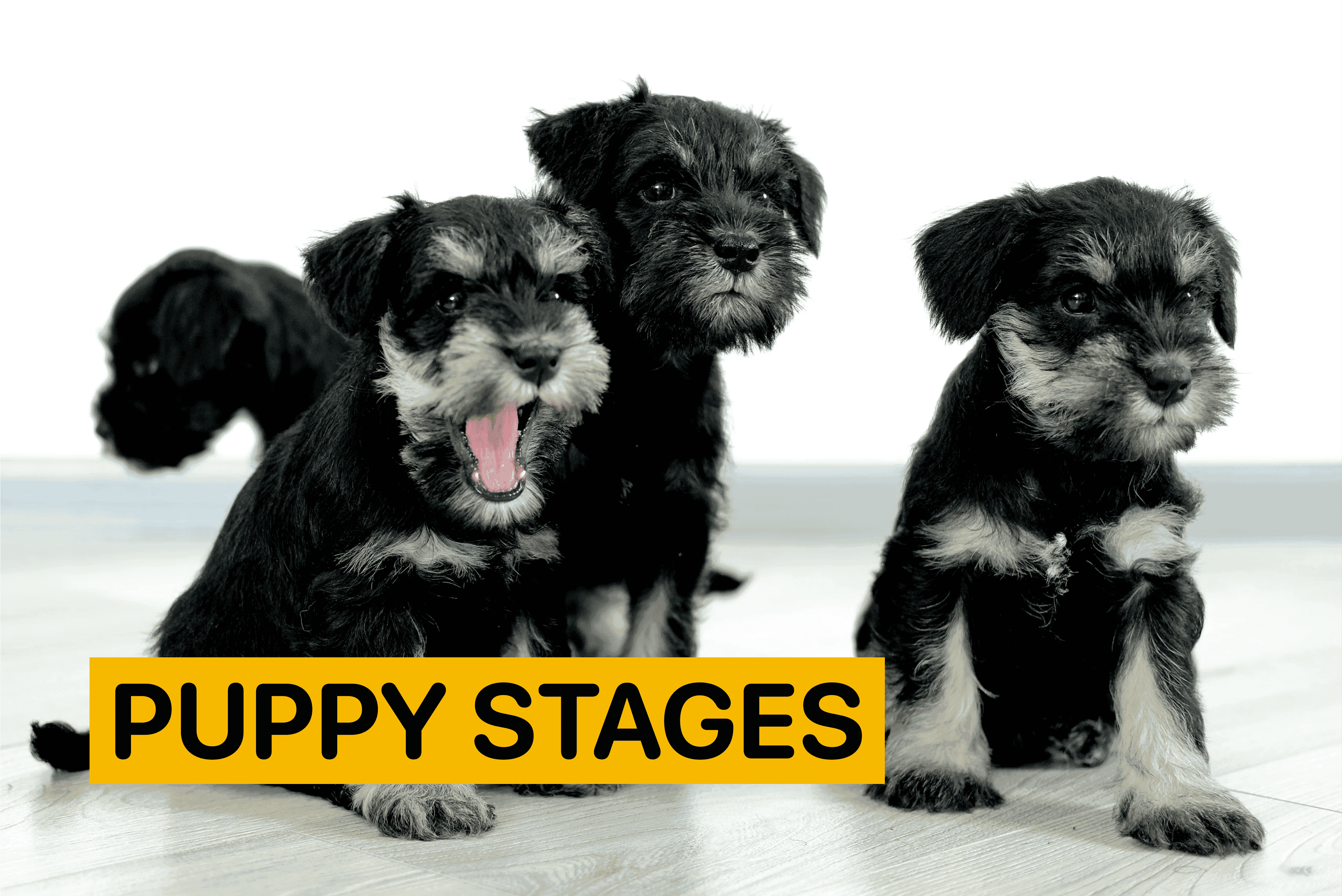 puppy development stages