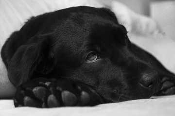 puppy getting sick