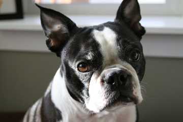 easiest breed to potty train