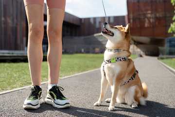 how to teach a puppy his name