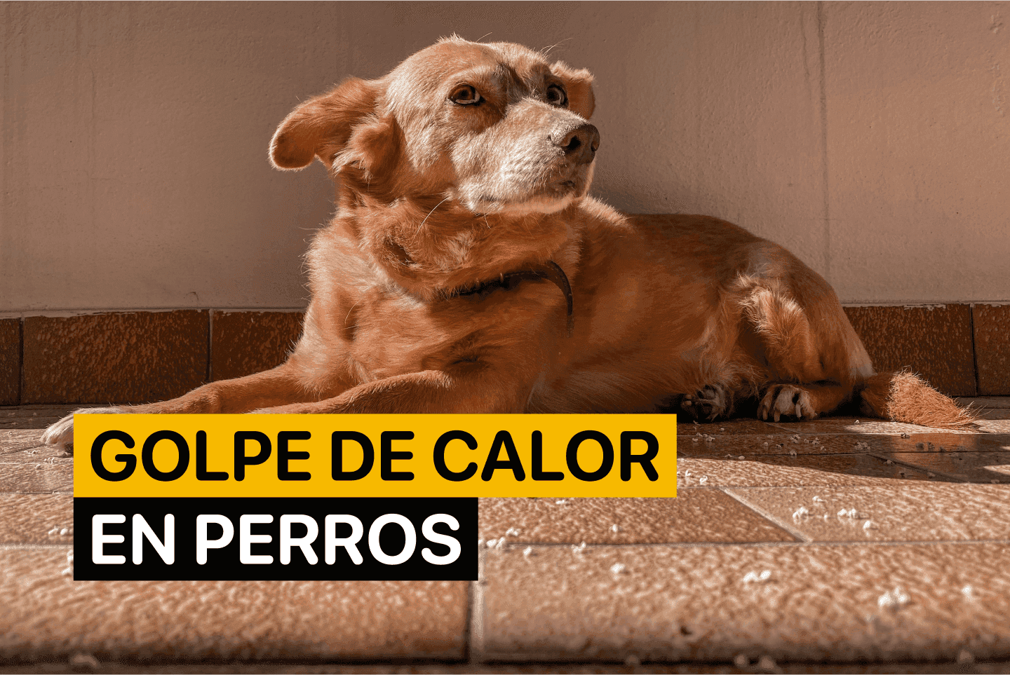 Golpe de Calor en Perros