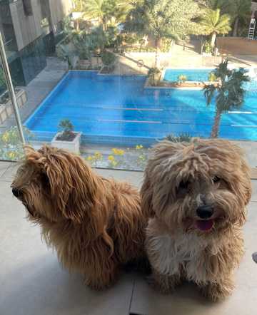 maltipoo bark