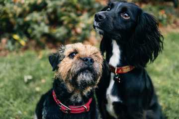 how to let dogs meet