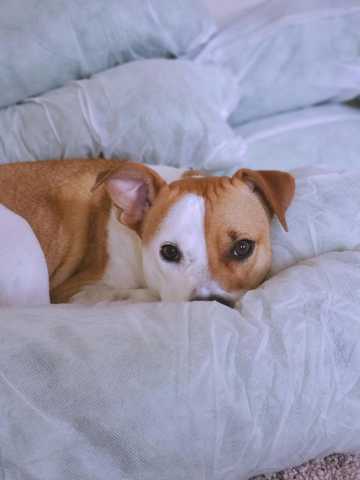 dogs barking in sleep