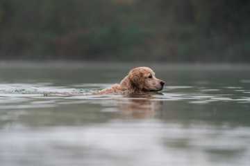do dogs naturally know how to swim