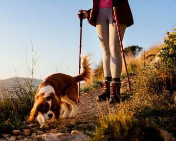 trekking con perros