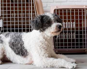 what to do if dog pees in crate