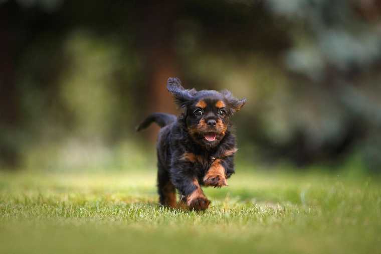 how to stop dog from peeing when excited