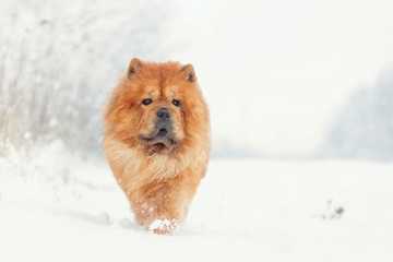 perros frio