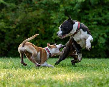 body language of dogs
