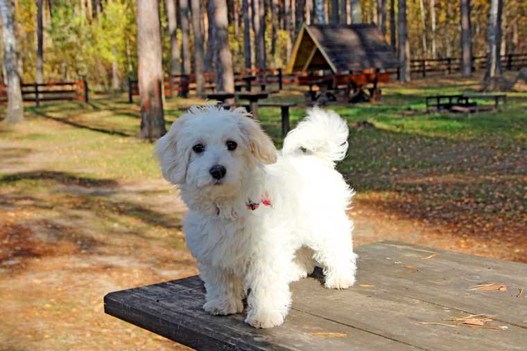 maltipoo puppy training