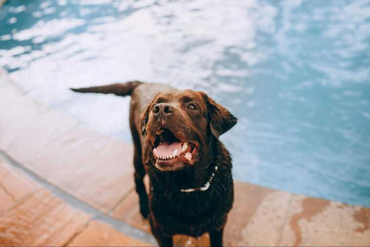 how to calm panting dog