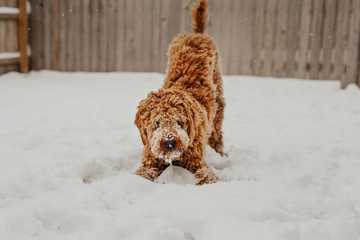 dog eating snow