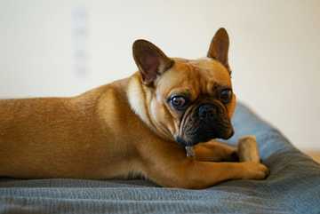 razas de perros bulldog frances