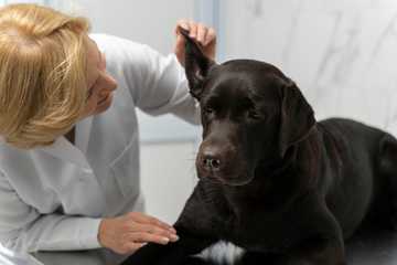 dog wellness check