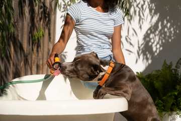 tratamiento para golpe de calor en perros