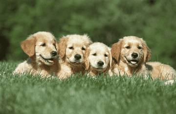 golden retriever exercise needs