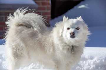 perros nieve razas