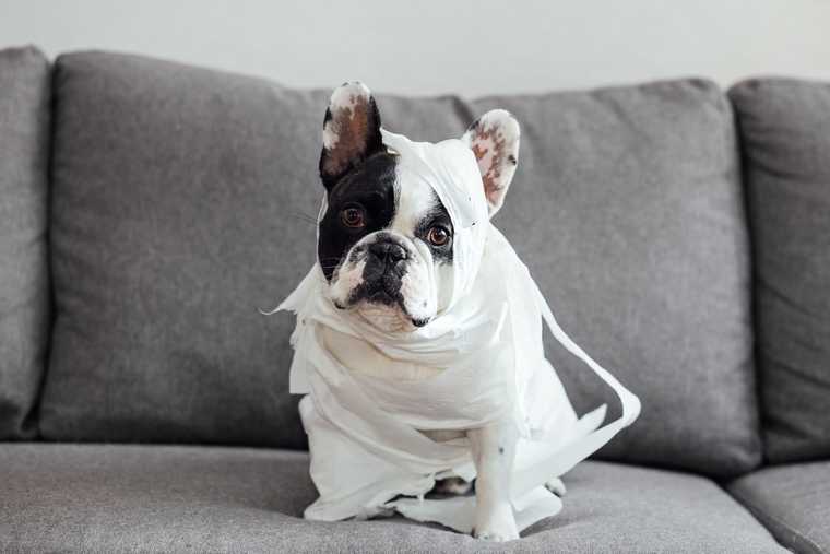 leaving dogs home alone