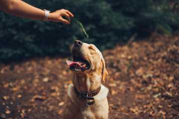 how to mentally stimulate dogs