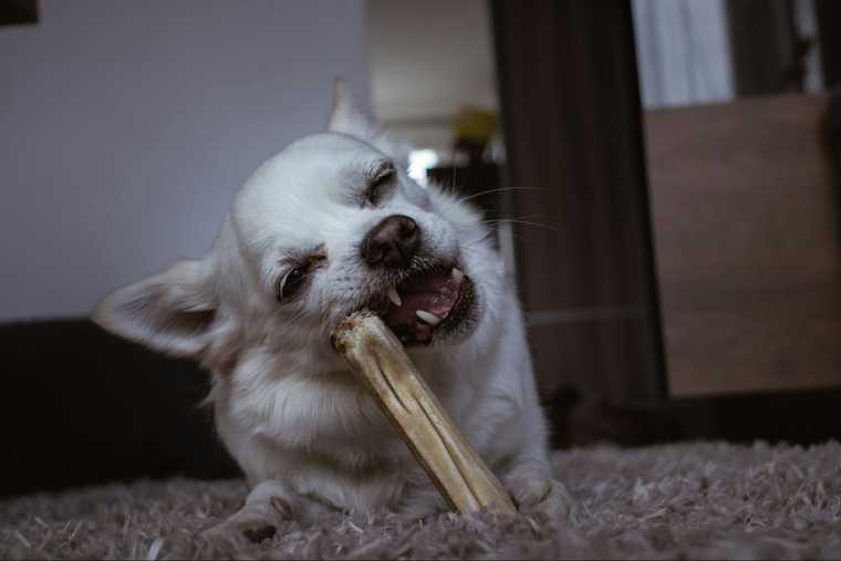 how to stop a dog from chewing