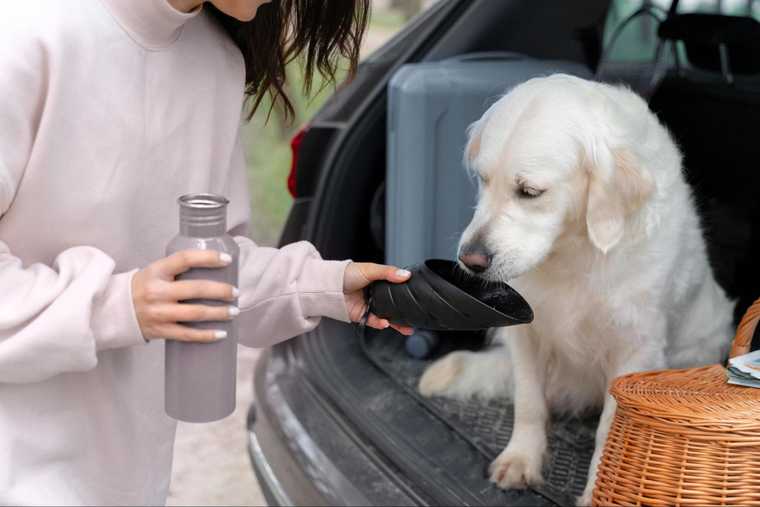 ways to keep dogs cool in summer