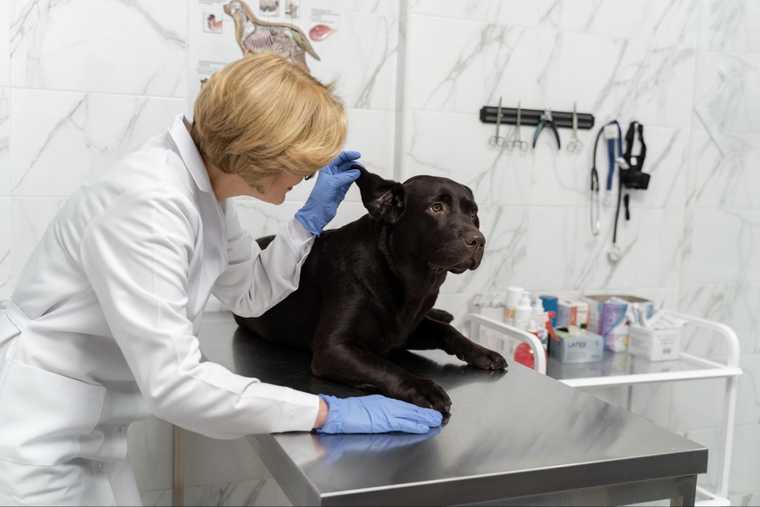 why are dogs scared of the vet